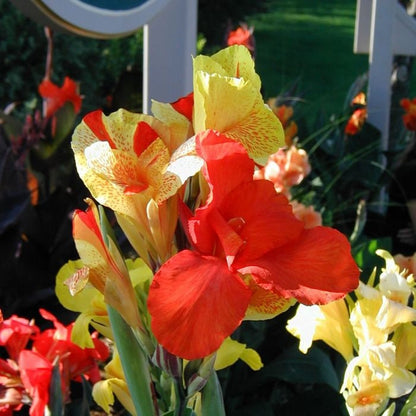 CANNA CLEOPATRA RED leaves  plant for garden and pond | free shipping !! | Pond Live Plants | Green Garden Corner