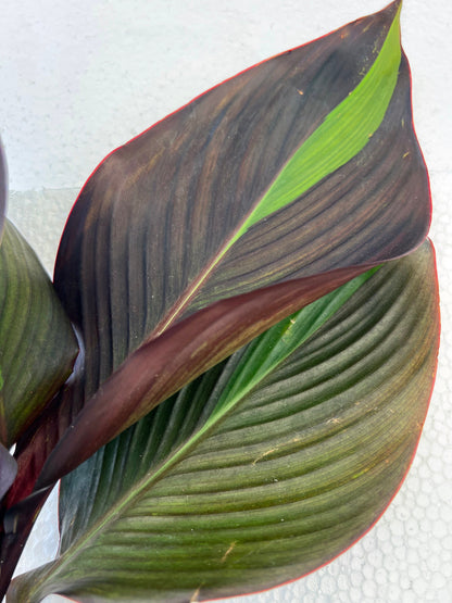 CANNA CLEOPATRA RED leaves  plant for garden and pond | free shipping !! | Pond Live Plants | Green Garden Corner