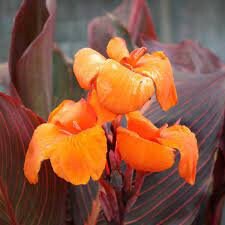 CANNA AFRICAN SUNSET  plant for garden and pond | free shipping !! | Pond Live Plants | Green Garden Corner