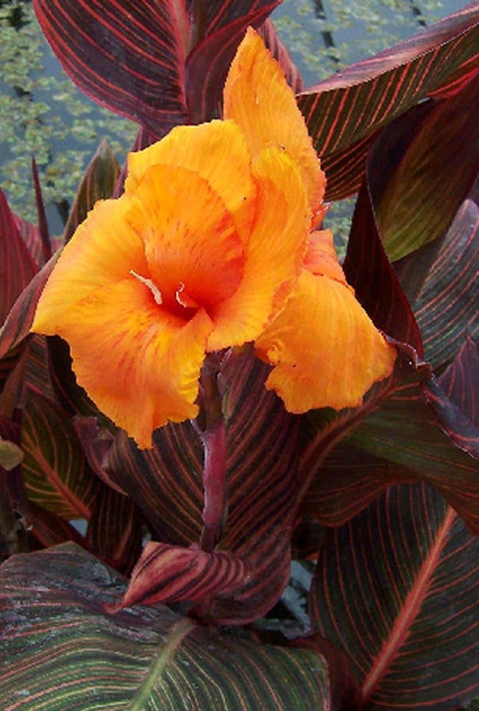 CANNA AFRICAN SUNSET  plant for garden and pond | free shipping !! | Pond Live Plants | Green Garden Corner