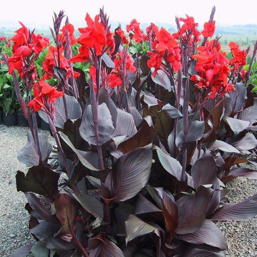 CANNA AUSTRALIA  plant for garden and pond | free shipping !! | Live Plants | Green Garden Corner