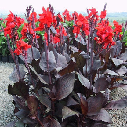 CANNA AUSTRALIA  plant for garden and pond | free shipping !! | Live Plants | Green Garden Corner