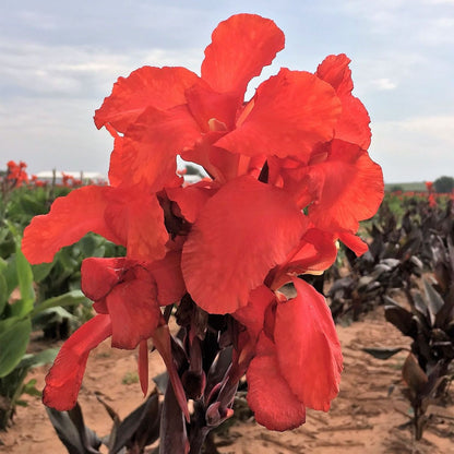 CANNA AUSTRALIA  plant for garden and pond | free shipping !! | Live Plants | Green Garden Corner