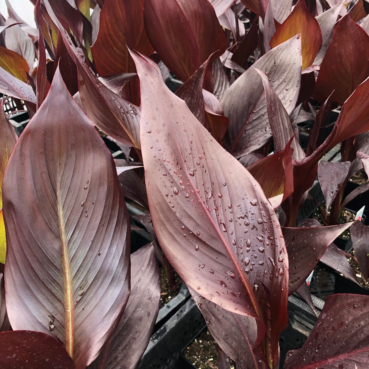 CANNA AUSTRALIA  plant for garden and pond | free shipping !! | Live Plants | Green Garden Corner