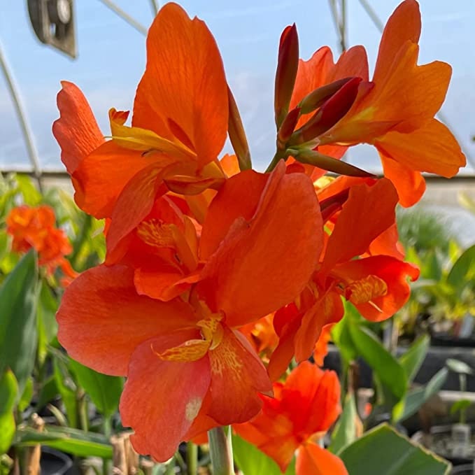 CANNA CHIQUITA PUNCH  plant for garden and pond | free shipping !! | Pond Live Plants | Green Garden Corner