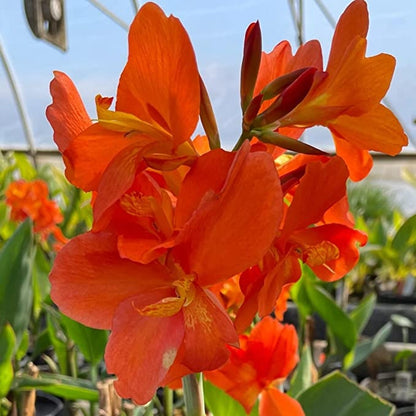 CANNA CHIQUITA PUNCH  plant for garden and pond | free shipping !! | Pond Live Plants | Green Garden Corner