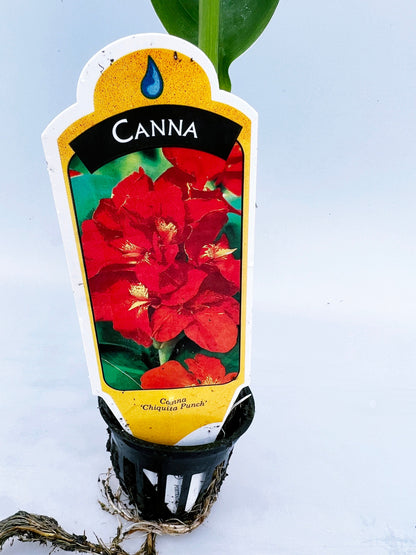 CANNA CHIQUITA PUNCH  plant for garden and pond | free shipping !! | Pond Live Plants | Green Garden Corner