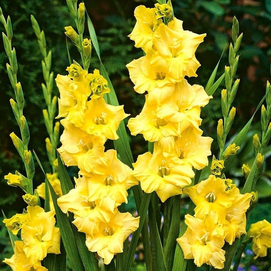 5  or 10 GLADIOLUS NOVA Lux Holland BULBS yellow blooms Free Shipping !!!!!!! Green Garden Corner