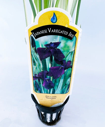 Japanese variegated Iris (Iris kaempferi variegata) plant for garden and  pond | FREE SHIPPING!! | Pond Live Plants | Green Garden Corner