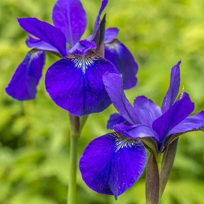 Blue Flag Iris (Iris versicolor) plant for garden and pond | FREE SHIPPING!! | Live Plants | Green Garden Corner