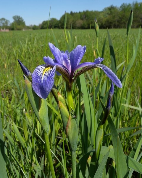 Blue Flag Iris (Iris versicolor) plant for garden and pond | FREE SHIPPING!! | Live Plants | Green Garden Corner