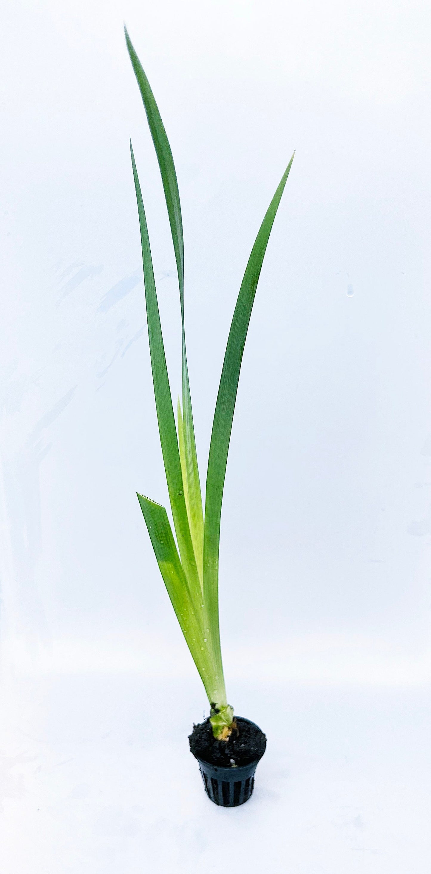 Acadian Miss Iris (Iris Louisiana white) plant for garden and pond | FREE SHIPPING!! | Pond Live Plants | Green Garden Corner