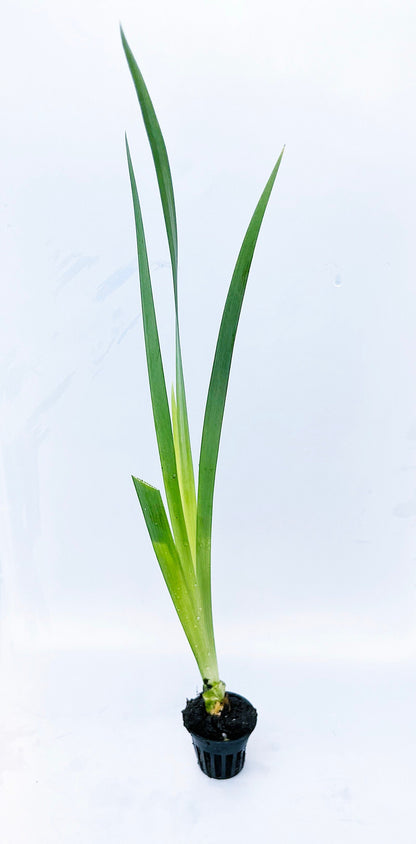 Acadian Miss Iris (Iris Louisiana white) plant for garden and pond | FREE SHIPPING!! | Pond Live Plants | Green Garden Corner