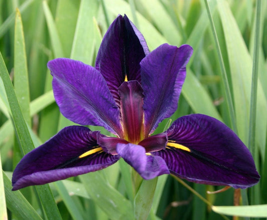 Black Gamecock Purple Louisiana Iris plant for garden and  pond | FREE SHIPPING!! | Pond Live Plants | Green Garden Corner