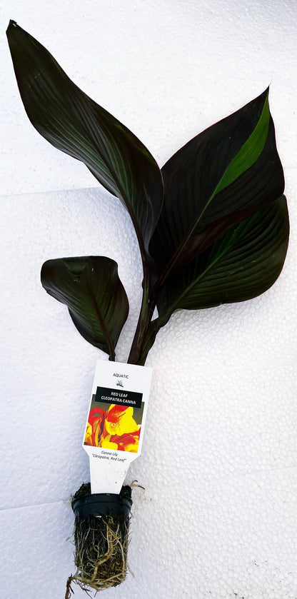 CANNA CLEOPATRA RED leaves  plant for garden and pond | free shipping !! | Pond Live Plants | Green Garden Corner