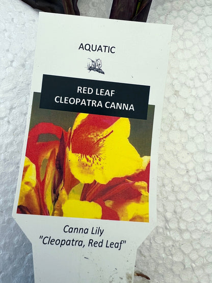 CANNA CLEOPATRA RED leaves  plant for garden and pond | free shipping !! | Pond Live Plants | Green Garden Corner