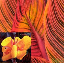 CANNA AFRICAN SUNSET  plant for garden and pond | free shipping !! | Pond Live Plants | Green Garden Corner