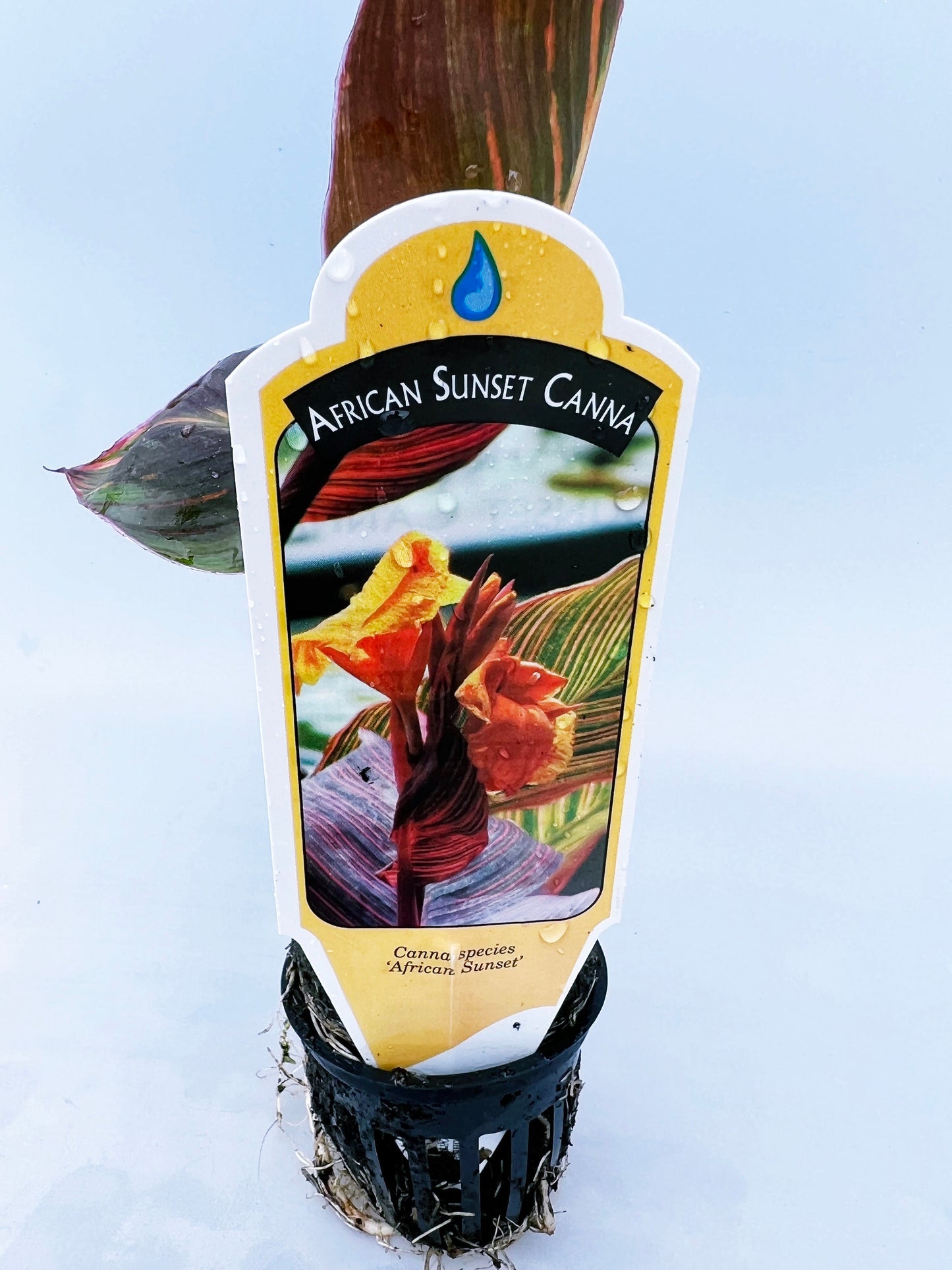 CANNA AFRICAN SUNSET  plant for garden and pond | free shipping !! | Pond Live Plants | Green Garden Corner