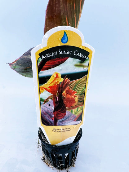 CANNA AFRICAN SUNSET  plant for garden and pond | free shipping !! | Pond Live Plants | Green Garden Corner