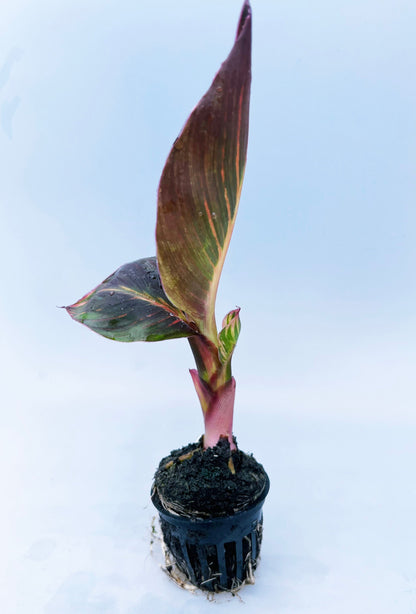 CANNA AFRICAN SUNSET  plant for garden and pond | free shipping !! | Pond Live Plants | Green Garden Corner