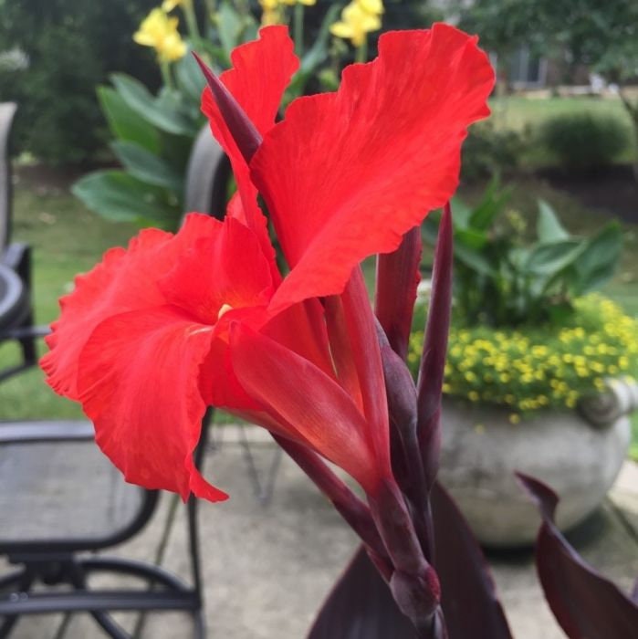 CANNA AUSTRALIA  plant for garden and pond | free shipping !! | Live Plants | Green Garden Corner