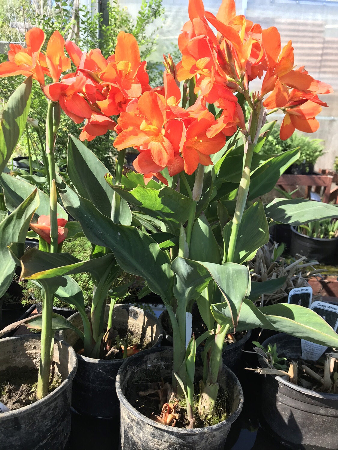 CANNA CHIQUITA PUNCH  plant for garden and pond | free shipping !! | Pond Live Plants | Green Garden Corner