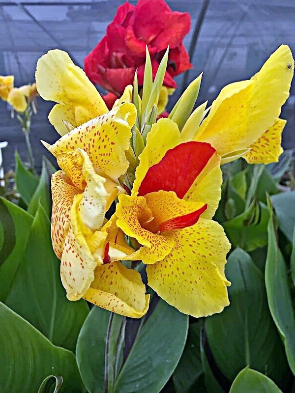 CANNA CLEOPATRA GREEN leaves  plant for pond | free shipping !! | Pond Live Plants | Green Garden Corner