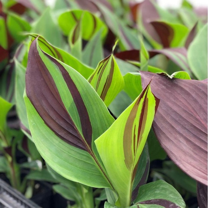 CANNA CLEOPATRA GREEN leaves  plant for pond | free shipping !! | Pond Live Plants | Green Garden Corner