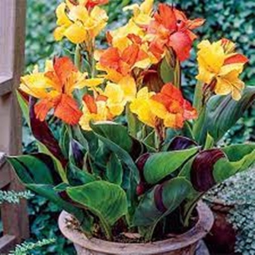 CANNA CLEOPATRA GREEN leaves  plant for pond | free shipping !! | Pond Live Plants | Green Garden Corner