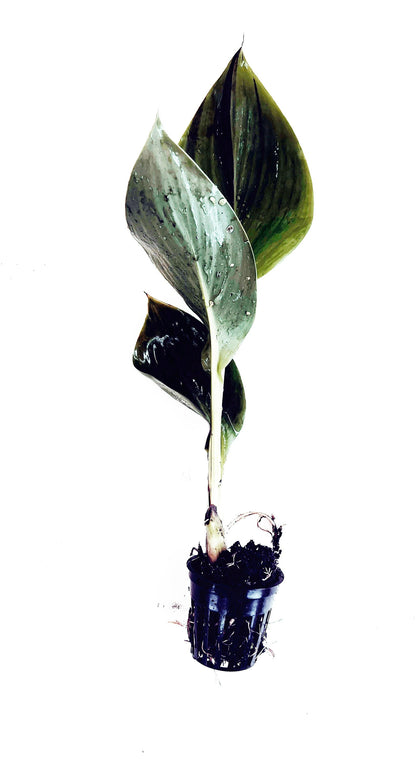 CANNA CLEOPATRA GREEN leaves  plant for pond | free shipping !! | Pond Live Plants | Green Garden Corner