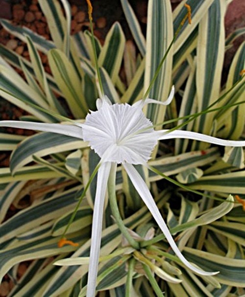 White Spider Lily (Hymenocallis caribaea variegata) plant for garden and pond | FREE SHIPPING!! | Live Plants | Green Garden Corner