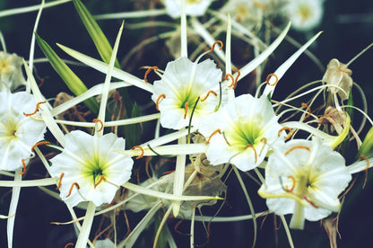 White Spider Lily (Hymenocallis caribaea variegata) plant for garden and pond | FREE SHIPPING!! | Live Plants | Green Garden Corner