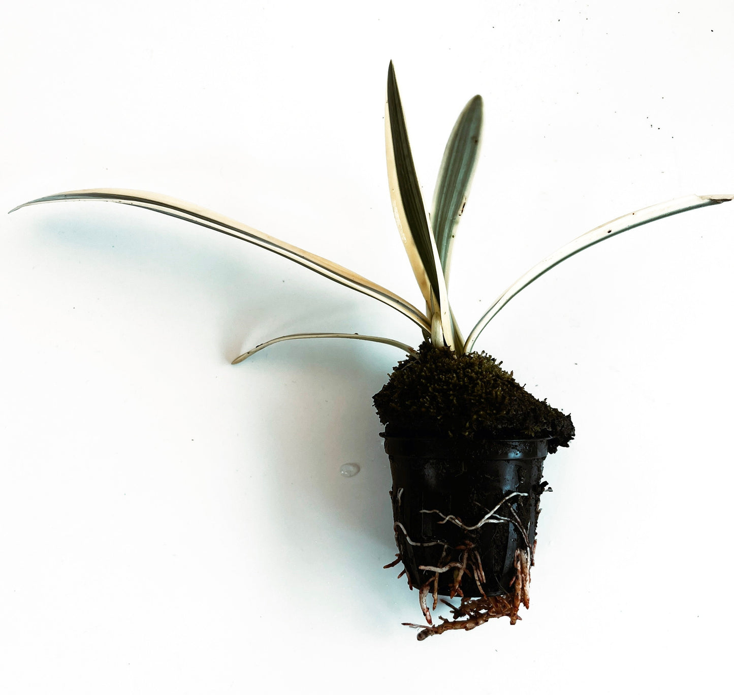 White Spider Lily (Hymenocallis caribaea variegata) plant for garden and pond | FREE SHIPPING!! | Live Plants | Green Garden Corner