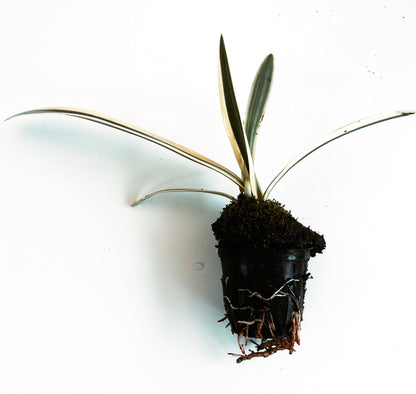 White Spider Lily (Hymenocallis caribaea variegata) plant for garden and pond | FREE SHIPPING!! | Live Plants | Green Garden Corner