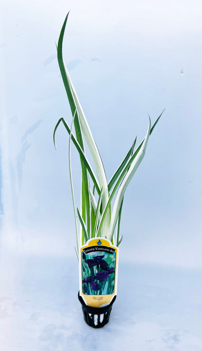Japanese variegated Iris (Iris kaempferi variegata) plant for garden and  pond | FREE SHIPPING!! | Pond Live Plants | Green Garden Corner