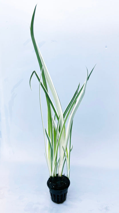 Japanese variegated Iris (Iris kaempferi variegata) plant for garden and  pond | FREE SHIPPING!! | Pond Live Plants | Green Garden Corner