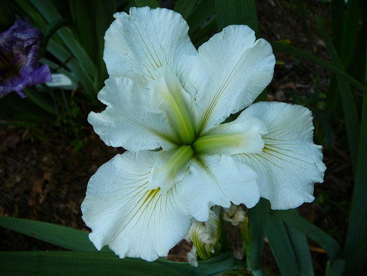 Acadian Miss Iris (Iris Louisiana white) plant for garden and pond | FREE SHIPPING!! | Pond Live Plants | Green Garden Corner