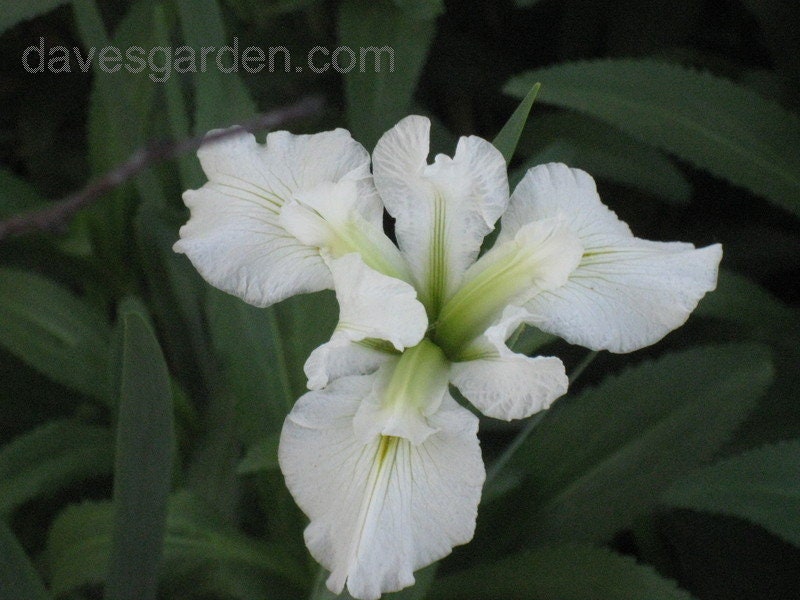 Acadian Miss Iris (Iris Louisiana white) plant for garden and pond | FREE SHIPPING!! | Pond Live Plants | Green Garden Corner