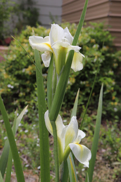 Acadian Miss Iris (Iris Louisiana white) plant for garden and pond | FREE SHIPPING!! | Pond Live Plants | Green Garden Corner