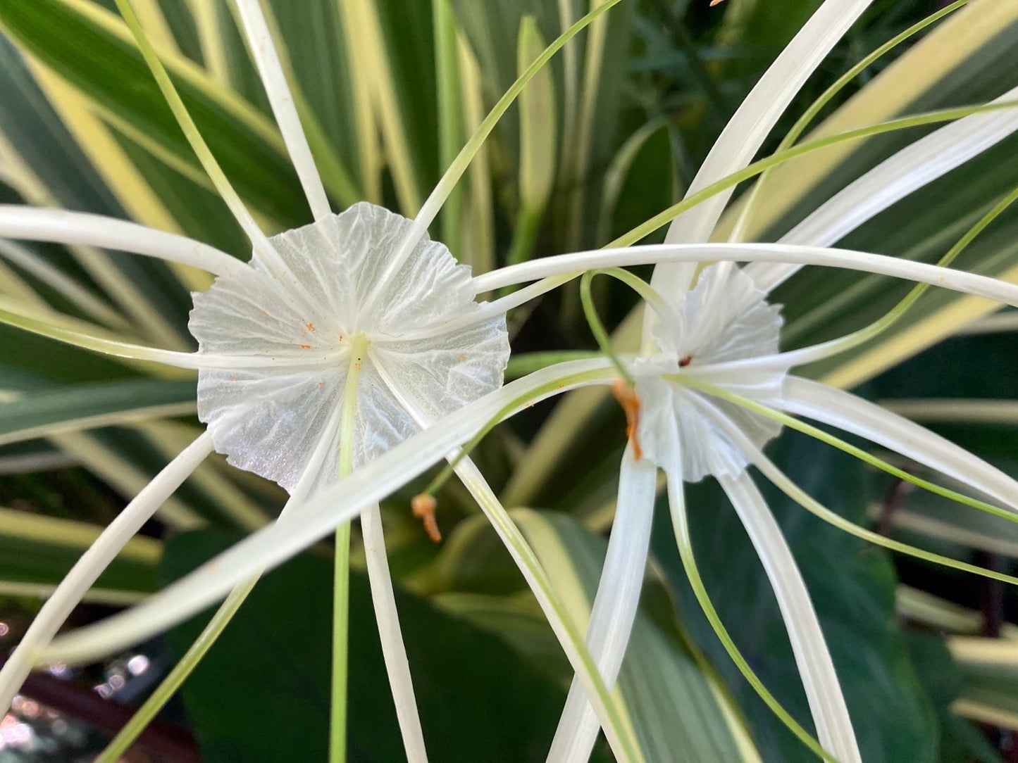 White Spider Lily (Hymenocallis caribaea variegata) plant for garden and pond | FREE SHIPPING!! | Live Plants | Green Garden Corner