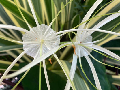 White Spider Lily (Hymenocallis caribaea variegata) plant for garden and pond | FREE SHIPPING!! | Live Plants | Green Garden Corner