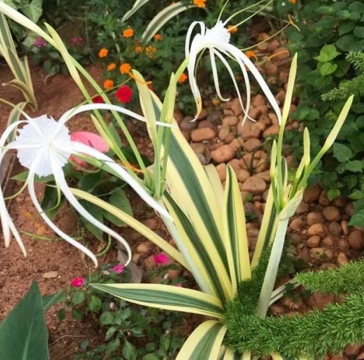 White Spider Lily (Hymenocallis caribaea variegata) plant for garden and pond | FREE SHIPPING!! | Live Plants | Green Garden Corner