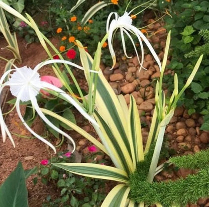 White Spider Lily (Hymenocallis caribaea variegata) plant for garden and pond | FREE SHIPPING!! | Live Plants | Green Garden Corner