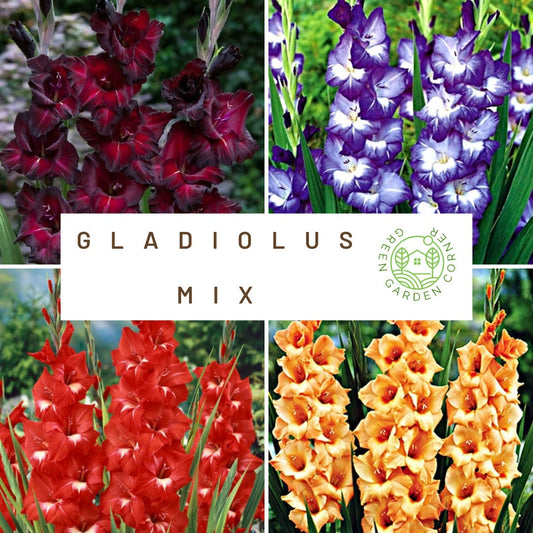 10 bulbs. Gladiolus bulbs color mix , burgundy, red, peach, violet-blue. . !!!!!!! FREE SHIPPING | Green Garden Corner