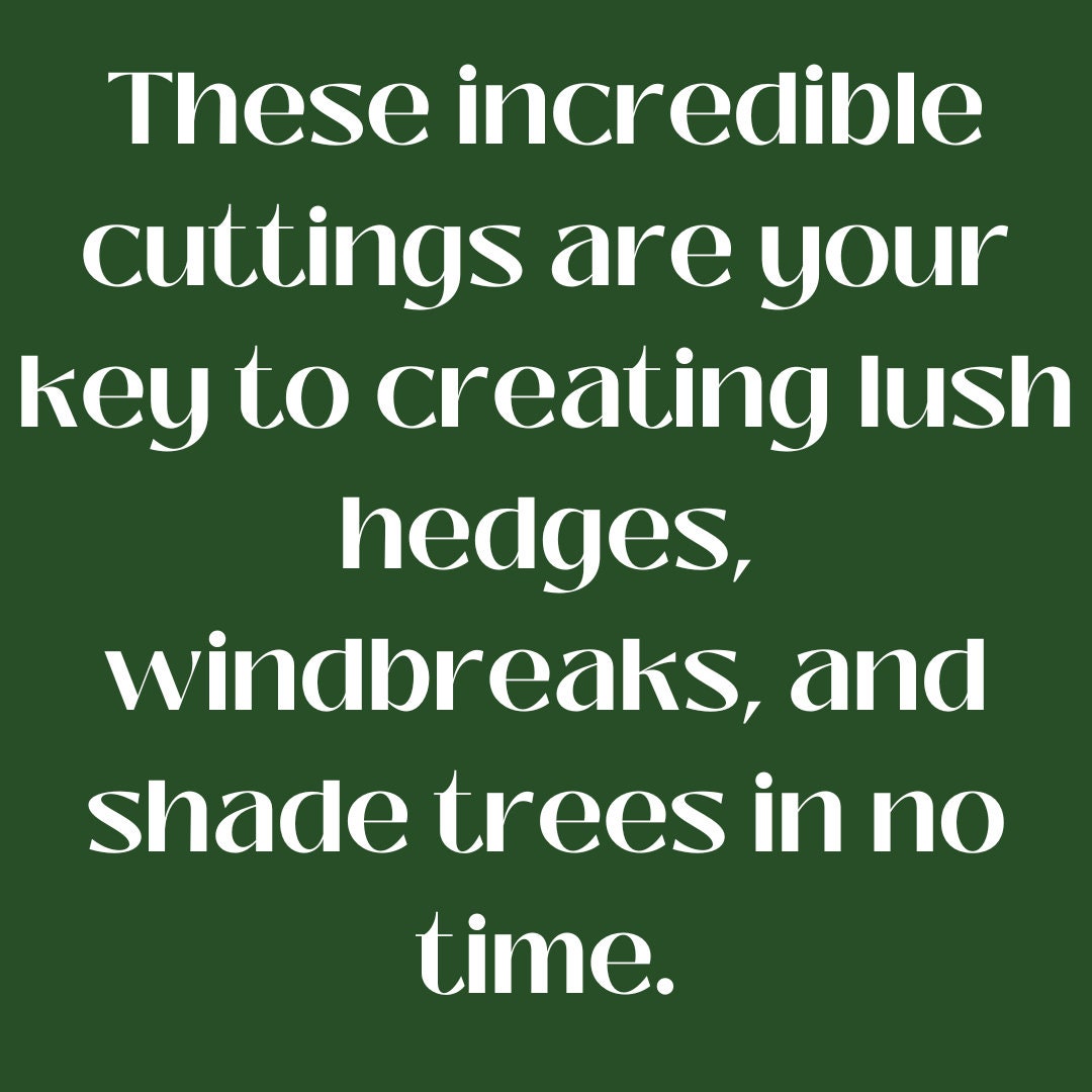 5 + 1 FREE Hybrid Willow Cuttings is One of the Fastest Growing Tree. Free Shipping!!!!!!!! Green Garden Corner.