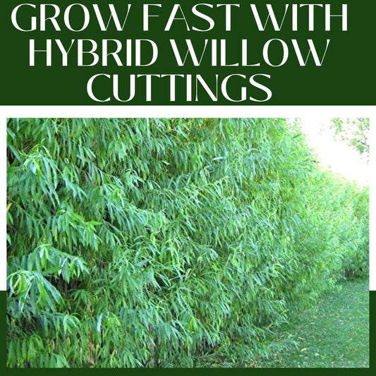 20 Hybrid Willow Cuttings is One of the Fastest Growing Tree. Free Shipping!!!!!!!! Green Garden Corner.