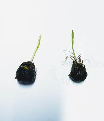 Buy 2 Get 1 Free | APONOGETON ULVACEUS 1 BULB - Aquatic Live Plants Perfect to all size tanks. Free Shipping !!!! | Green Garden Corner