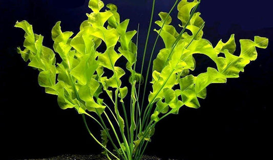 APONOGETON ULVACEUS 1 BULB - Aquatic Live Plants Perfect to all size tanks. Free Shipping !!!! | Green Garden Corner