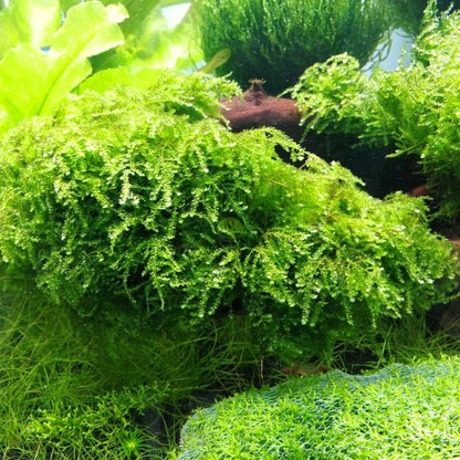 Java Moss - Lush Green Aquatic Foliage for Your Aquarium- Aquatic Live Plants Perfect to all size tanks. Free Shipping| Green Garden Corner
