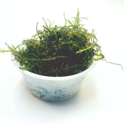 Java Moss - Lush Green Aquatic Foliage for Your Aquarium- Aquatic Live Plants Perfect to all size tanks. Free Shipping| Green Garden Corner